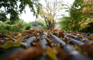 Illustration for article titled Shooting Challenge Fall Leaves Gallery 6